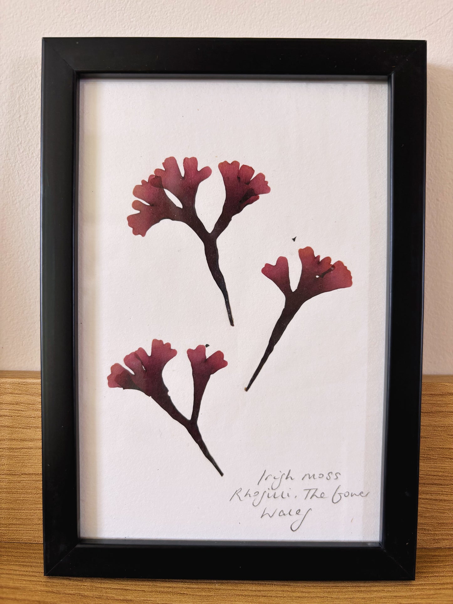 Irish moss, Rhossili The Gower Wales - Small framed original pressed seaweed