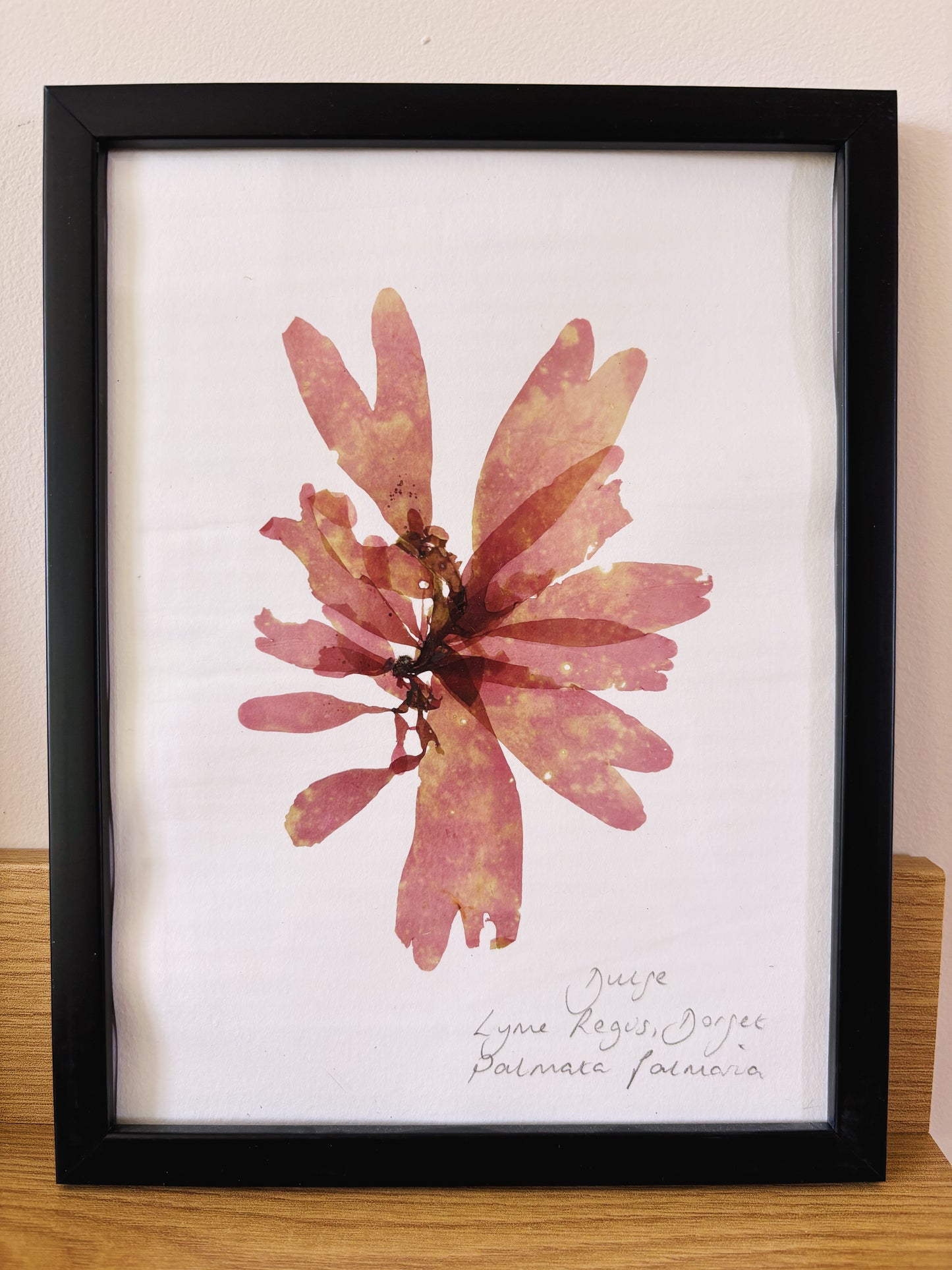 Dulse, Lyme Regis Dorset - Medium framed original pressed seaweed