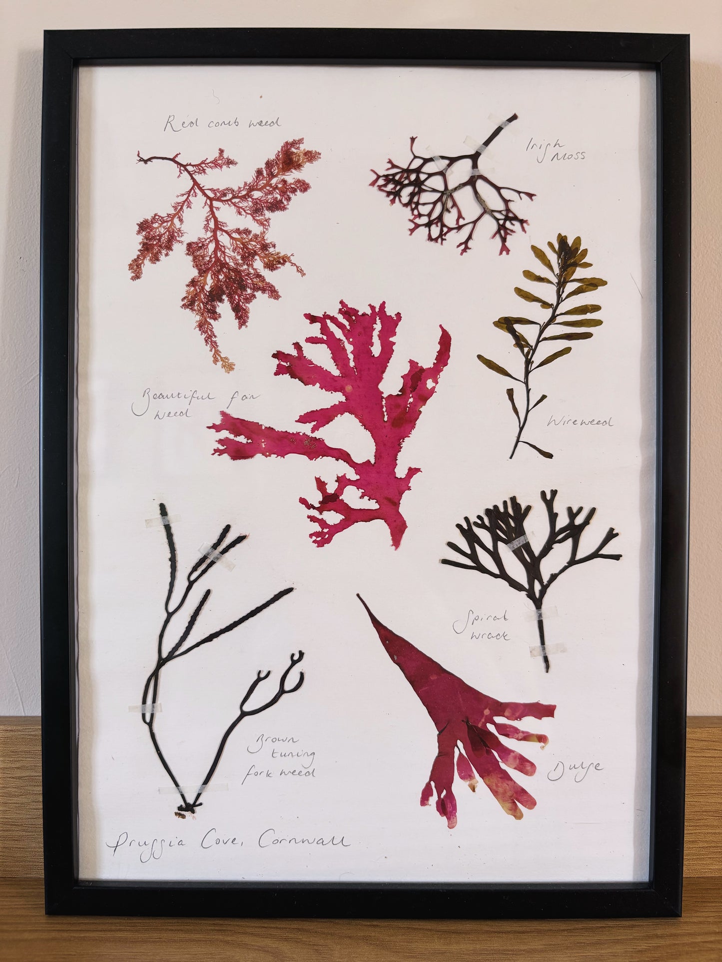 Seaweed collection, Prussia Cove Cornwall - Large framed original pressed seaweed