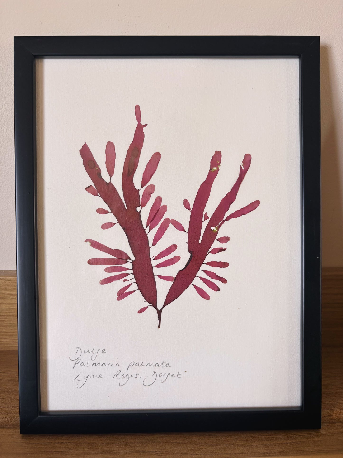 Dulse, Lyme Regis, Dorset - Medium framed original pressed seaweed