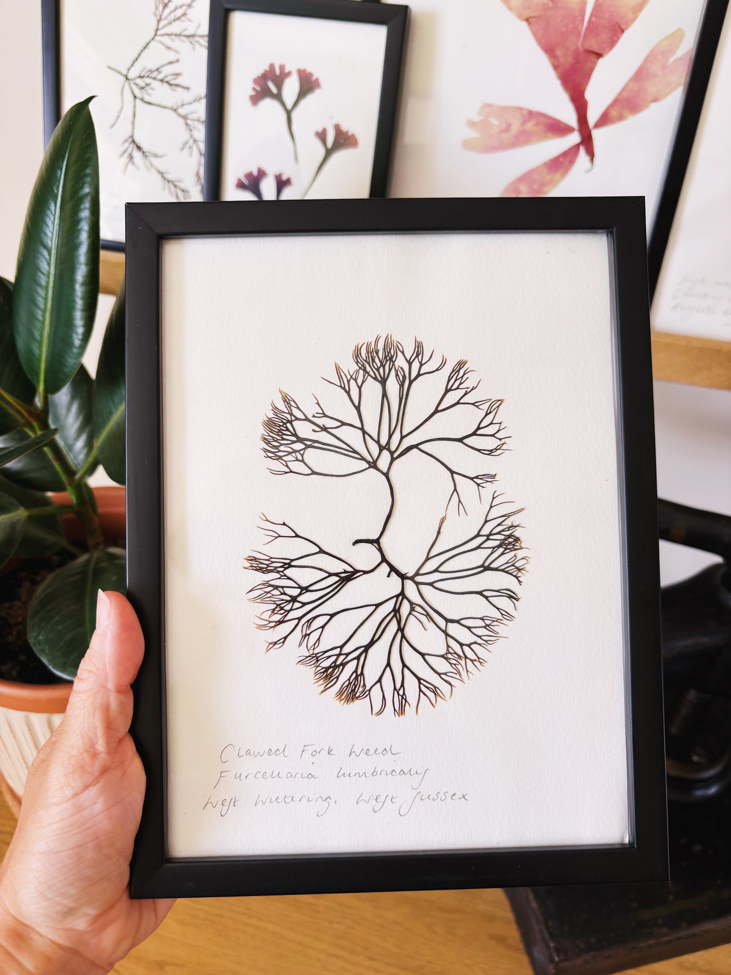 Clawed fork weed, West Wittering Sussex - Medium framed original pressed seaweed