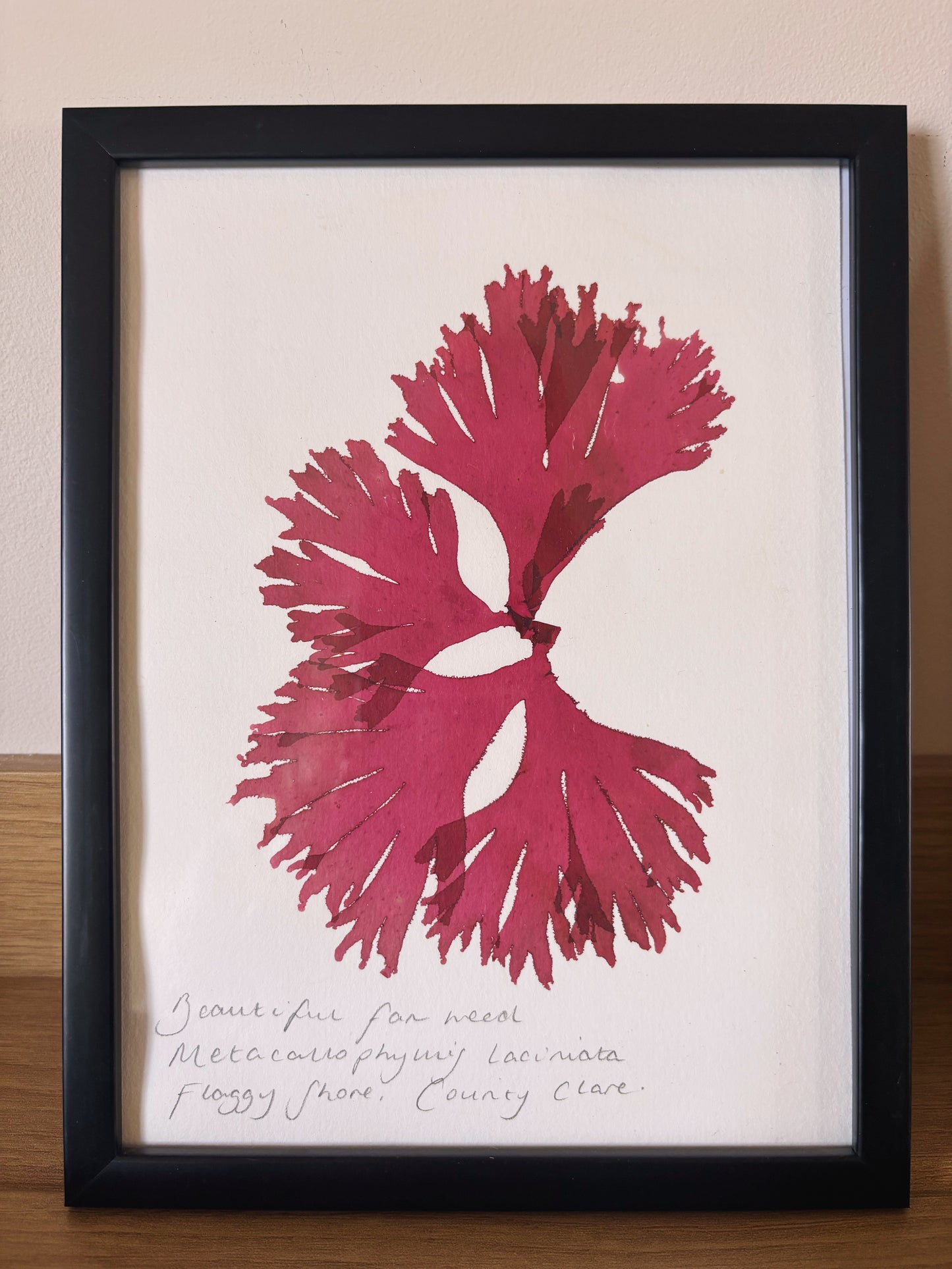 Beautiful fan weed, Flaggy shore, County Clare - Medium framed original pressed seaweed