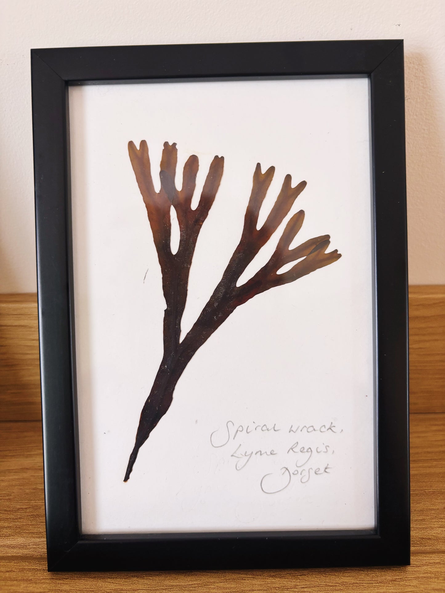 Spiral Wrack, Lyme Regis, Dorset - Small framed original pressed seaweed