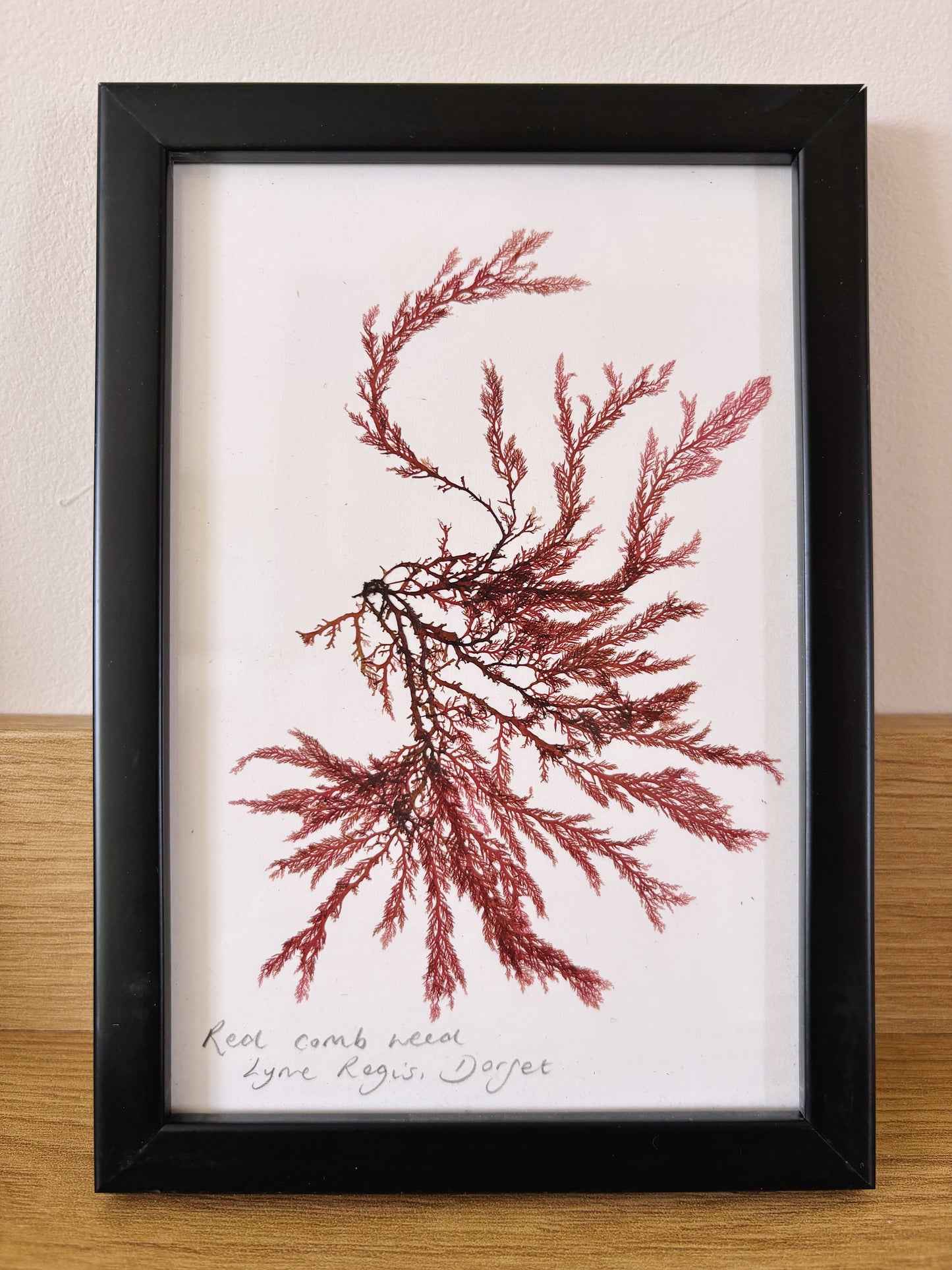 Red comb weed, Lyme Regis Dorset - Small framed original pressed seaweed