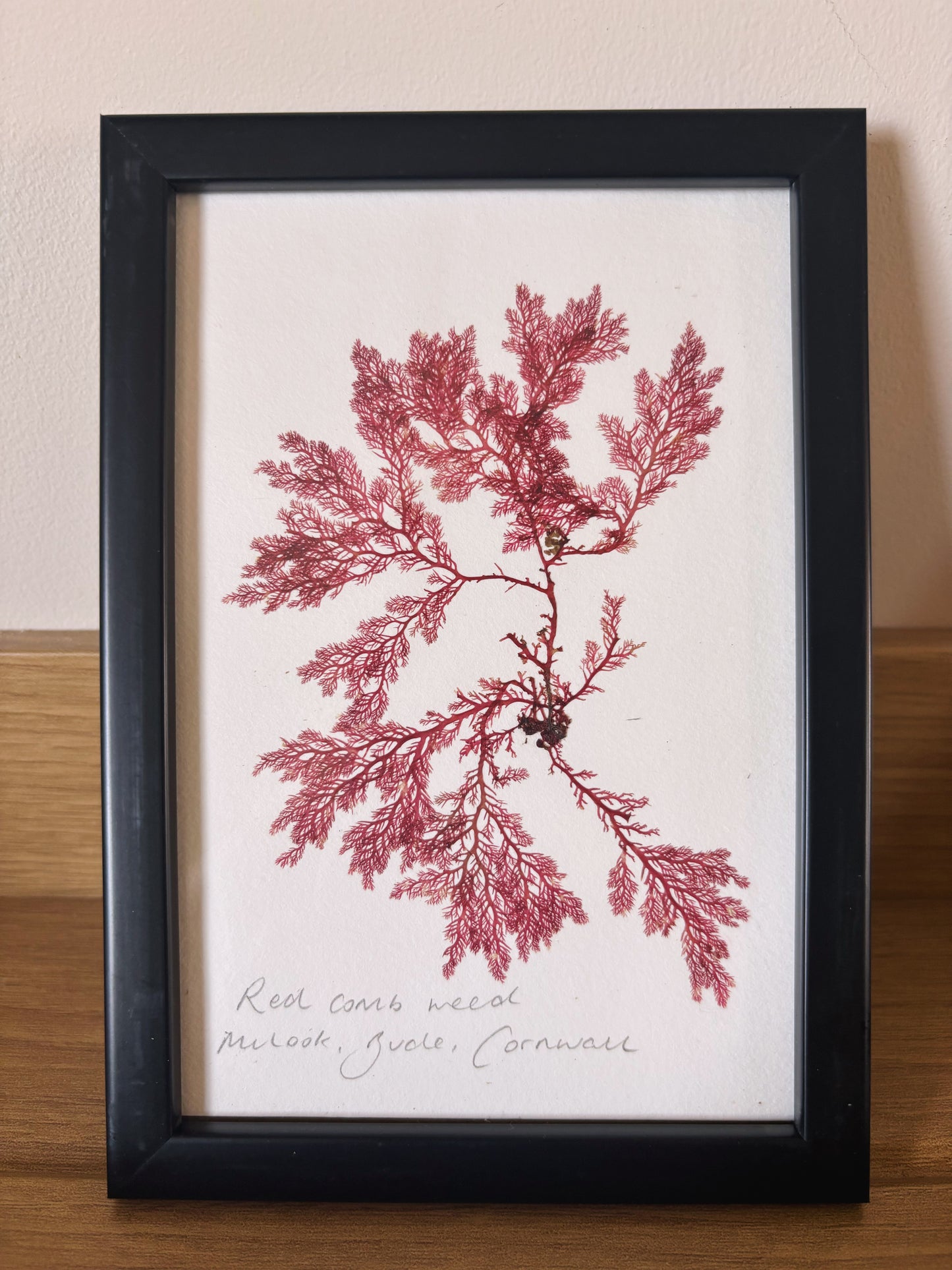Red comb weed, Bude, Cornwall - Small framed original pressed seaweed