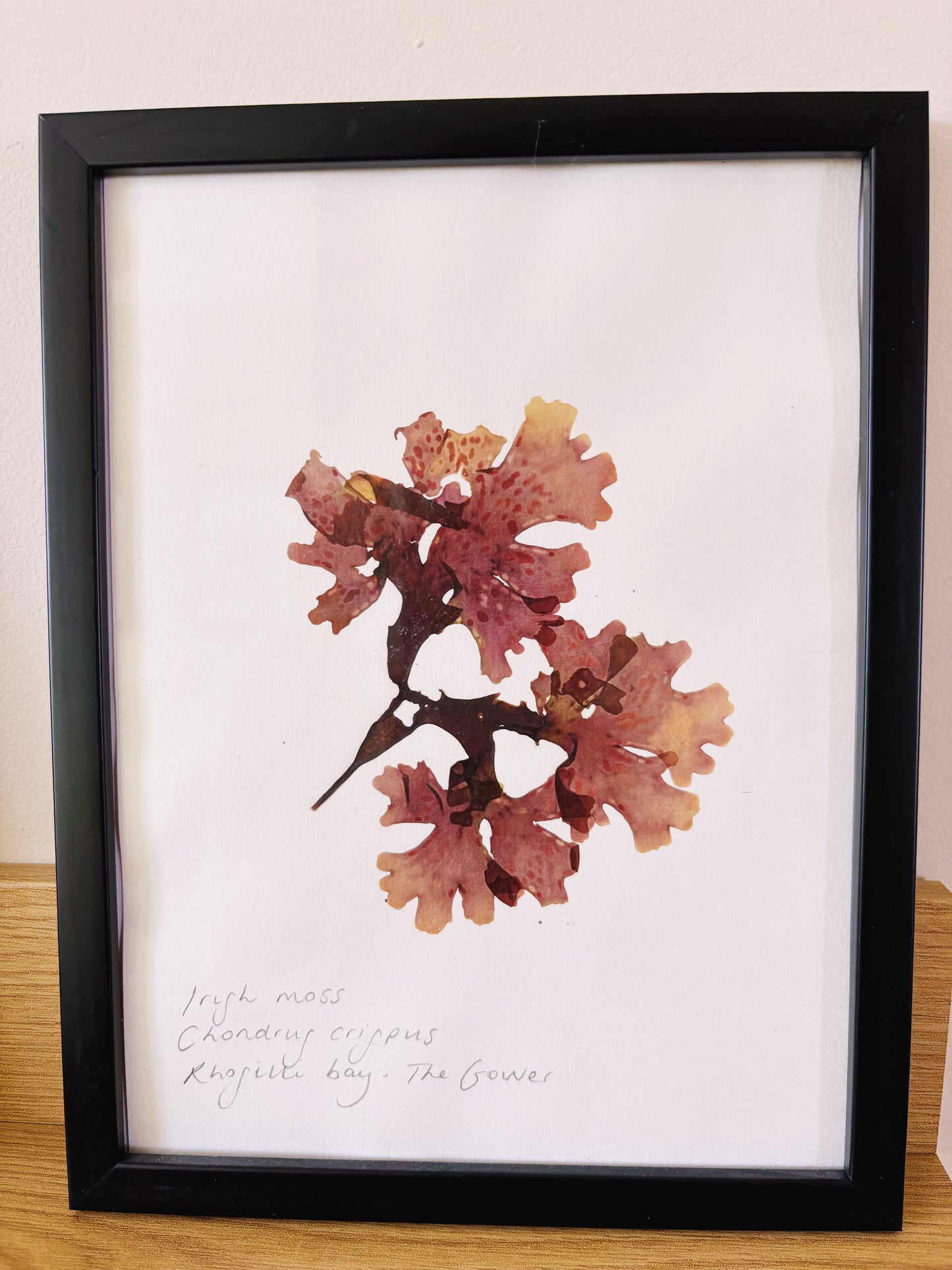 Irish moss, Rhossili Bay The Gower Wales - Medium framed original pressed seaweed