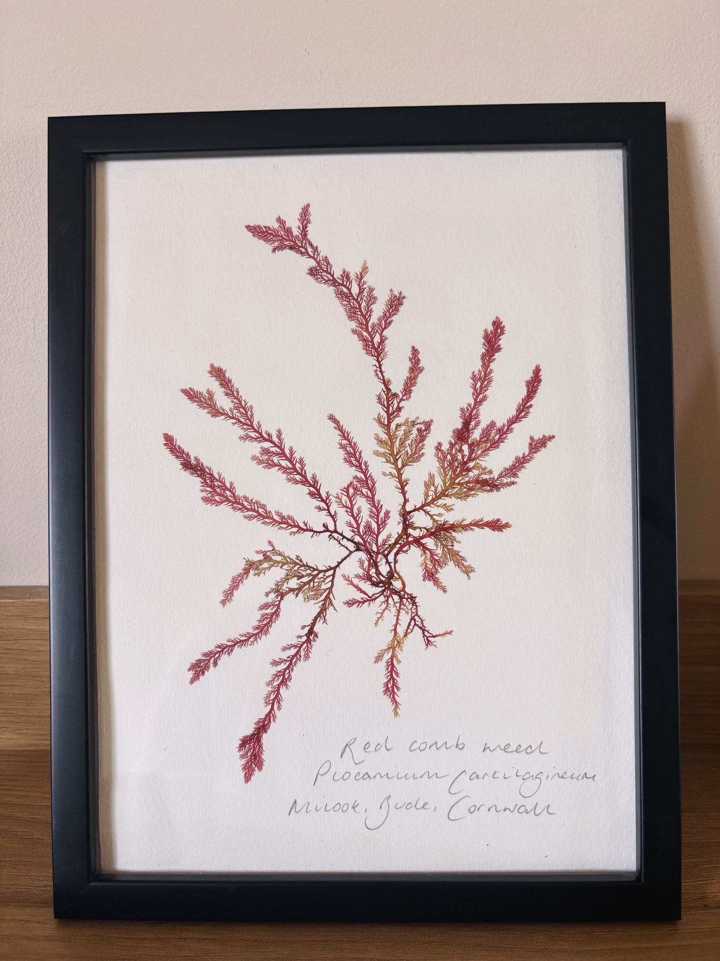 Red comb weed, Bude, Cornwall - Medium framed original pressed seaweed