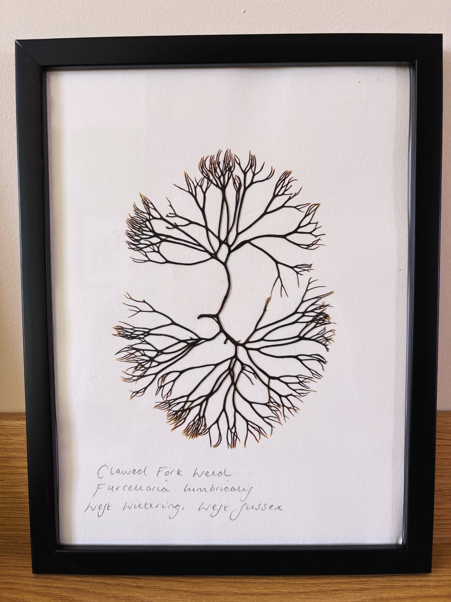 Clawed fork weed, West Wittering Sussex - Medium framed original pressed seaweed