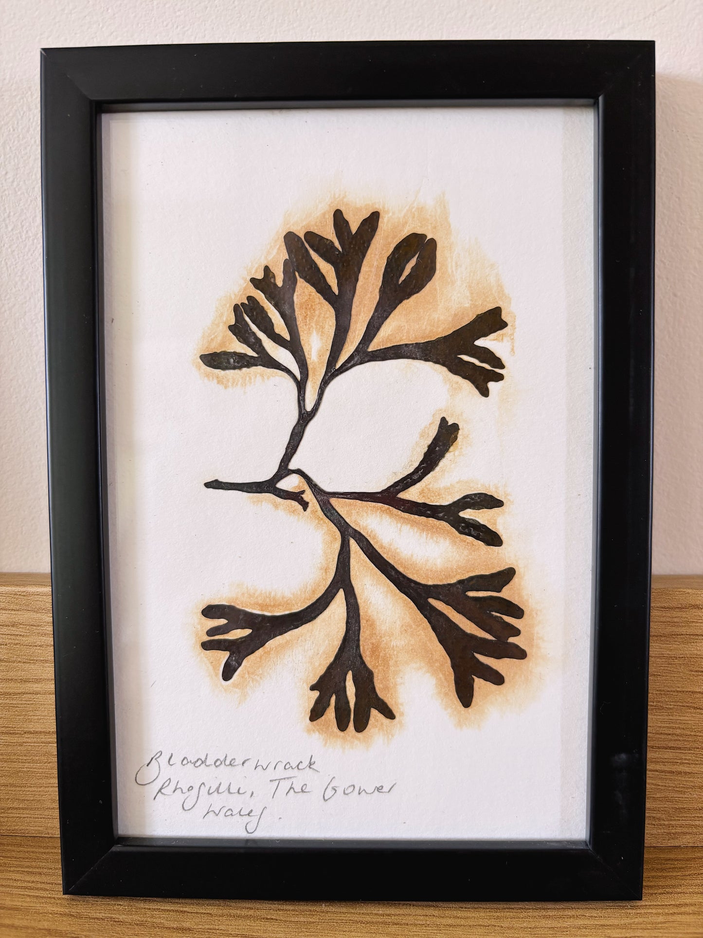 Wrack (bladder wrack), Rhossili Wales - Small framed original pressed seaweed