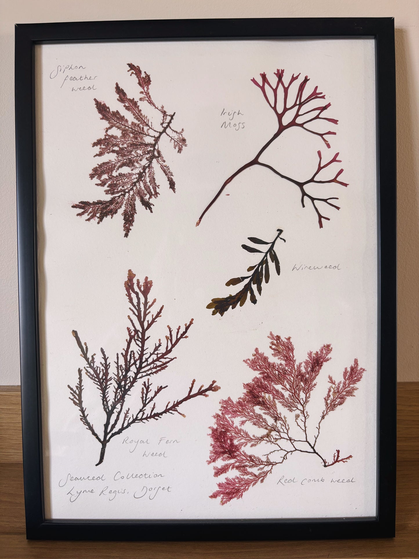 Seaweed collection, Lyme Regis, Dorset - Large framed original pressed seaweed