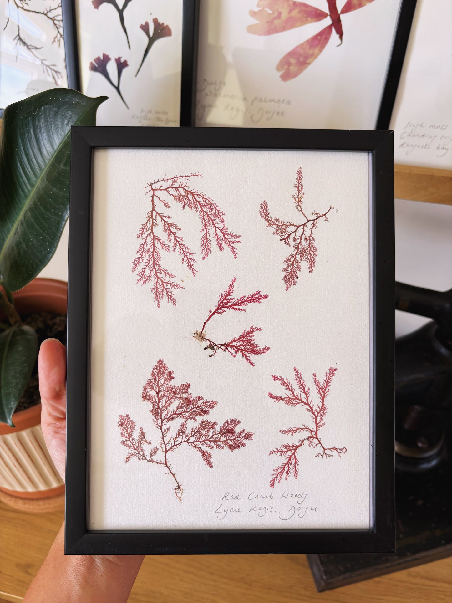 Red comb weeds, Lyme Regis Dorset - Medium framed original pressed seaweed