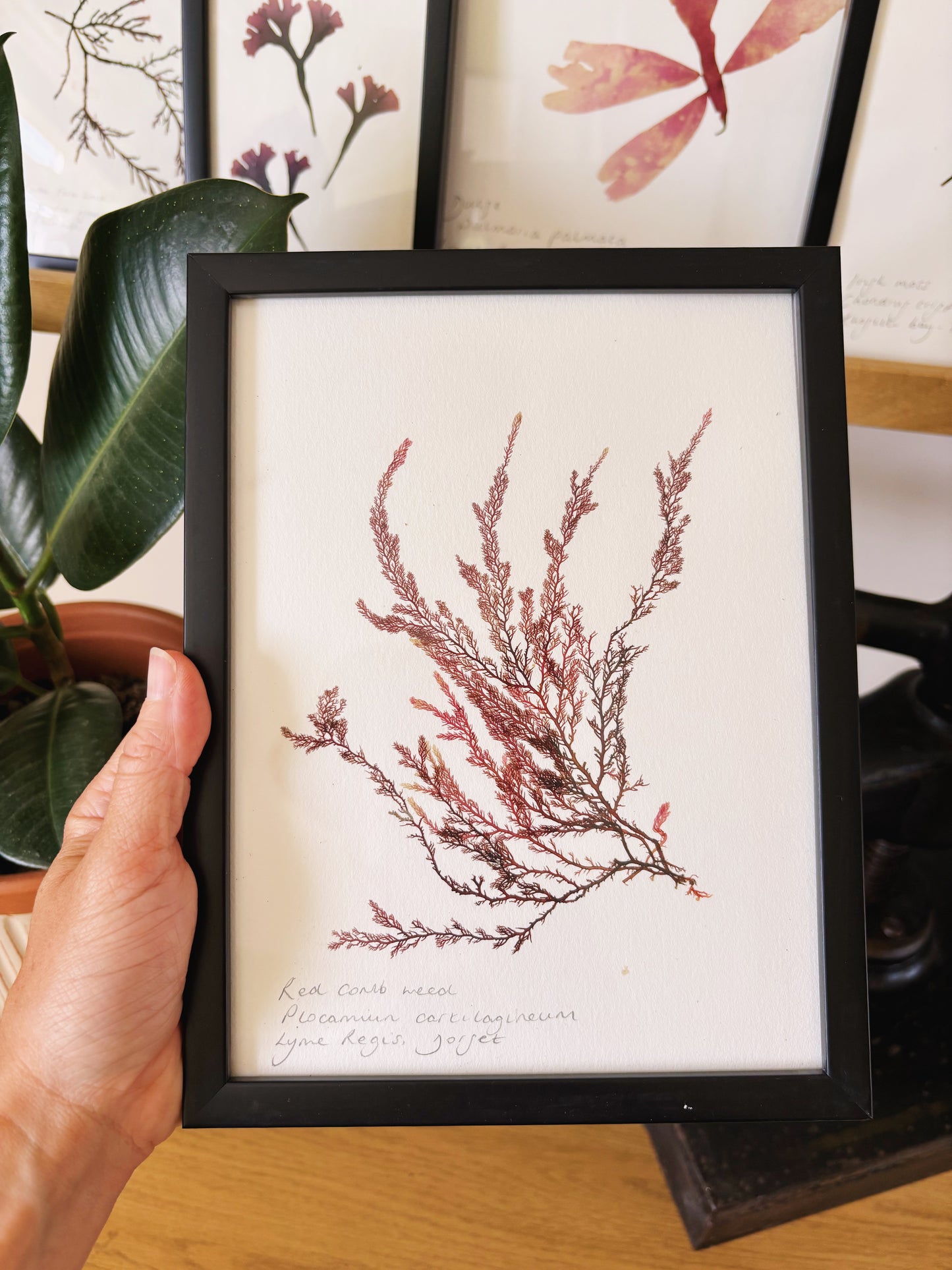Red comb weed, Lyme Regis Dorset - Medium framed original pressed seaweed