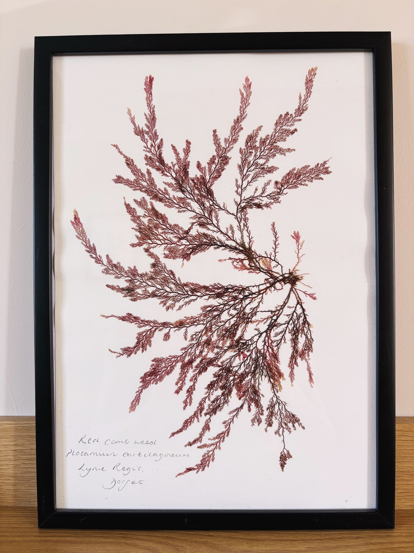 Red comb weed, Lyme Regis Dorset - Large framed original pressed seaweed