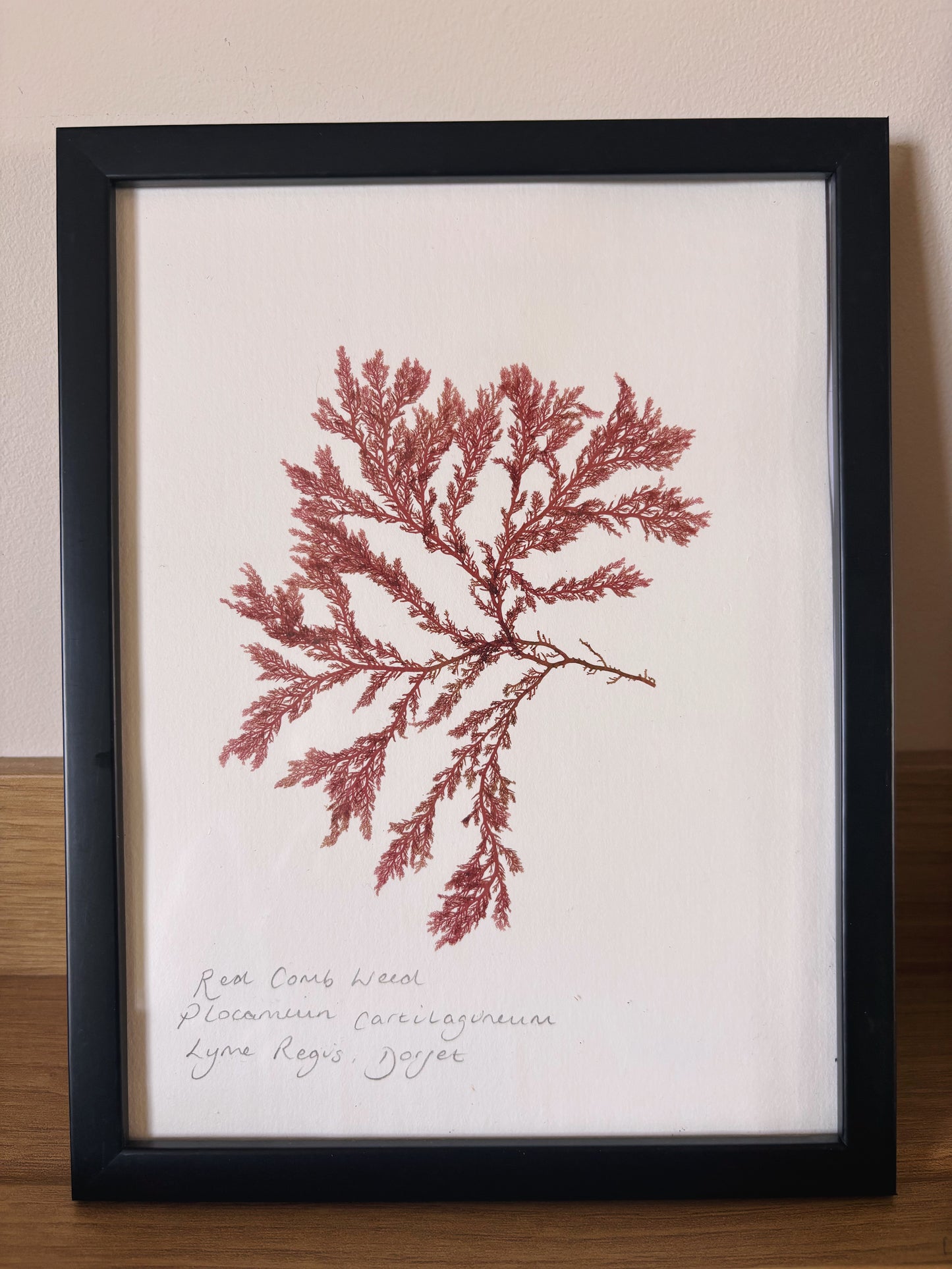 Red comb weed, Lyme Regis, Dorset - Medium framed original pressed seaweed