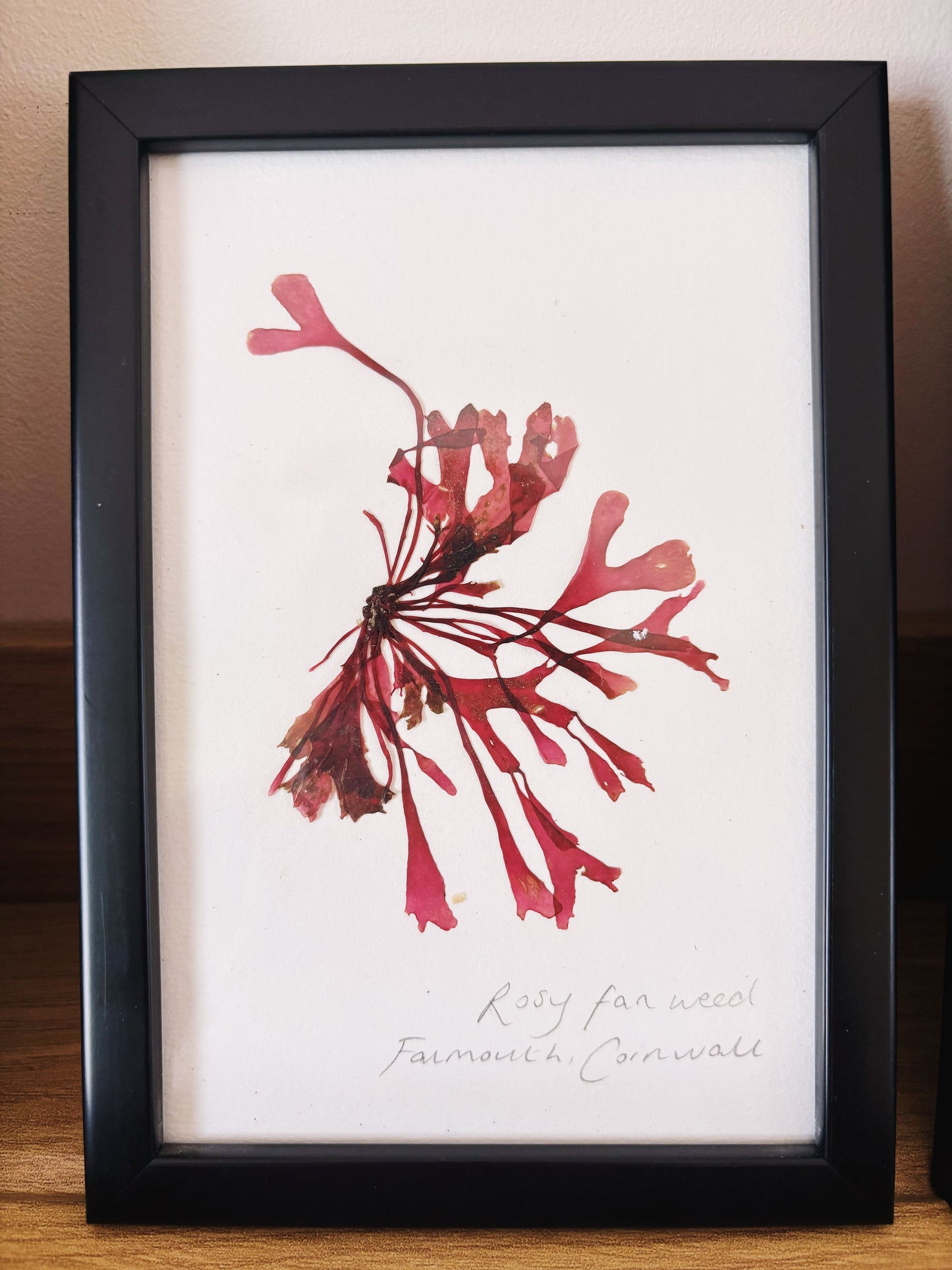 Rosy fan weed, Falmouth, Cornwall - Small framed original pressed seaweed