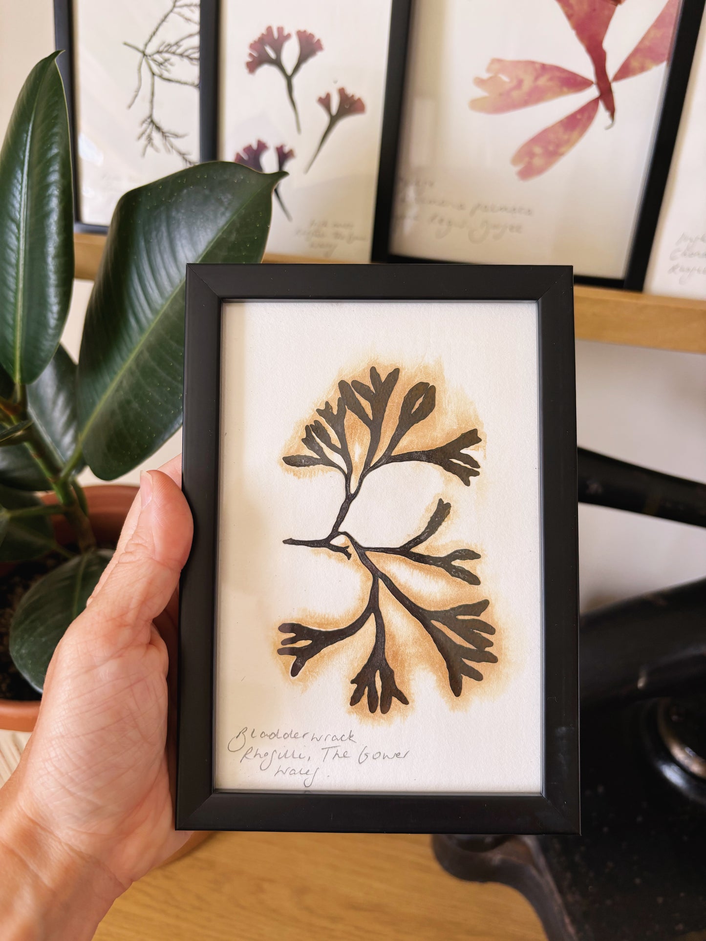 Wrack (bladder wrack), Rhossili Wales - Small framed original pressed seaweed