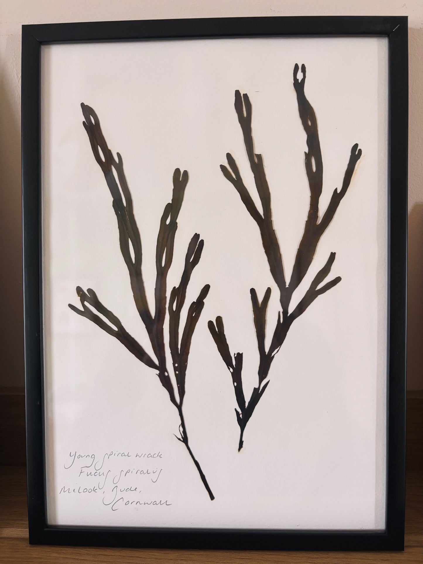 Young spiral wrack, Bude, Cornwall - Large framed original pressed seaweed