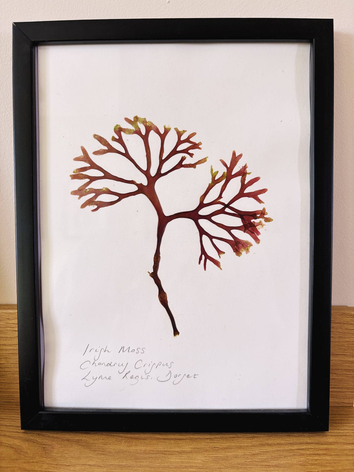 Irish Moss, Lyme Regis Dorset - Medium framed original pressed seaweed