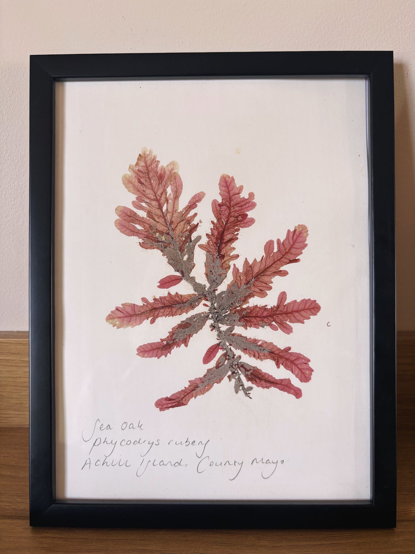 Sea Oak, Achill Island, County Mayo - Medium framed original pressed seaweed