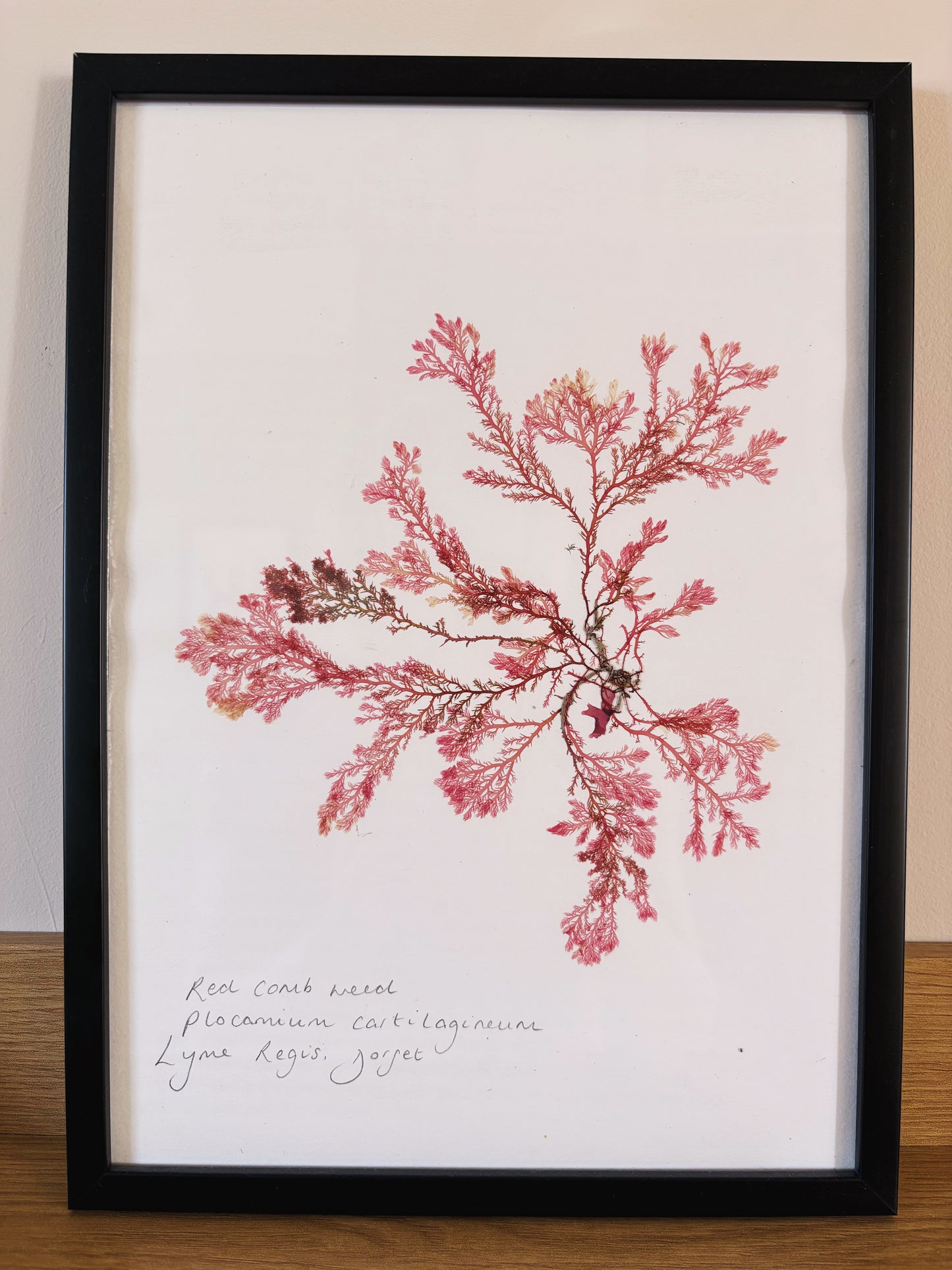 Red comb weed, Lyme Regis Dorset - Large framed original pressed seaweed