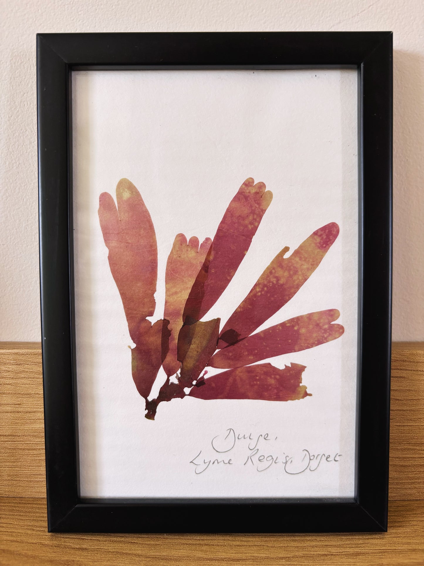 Dulse, Lyme Regis Dorset - Small framed original pressed seaweed