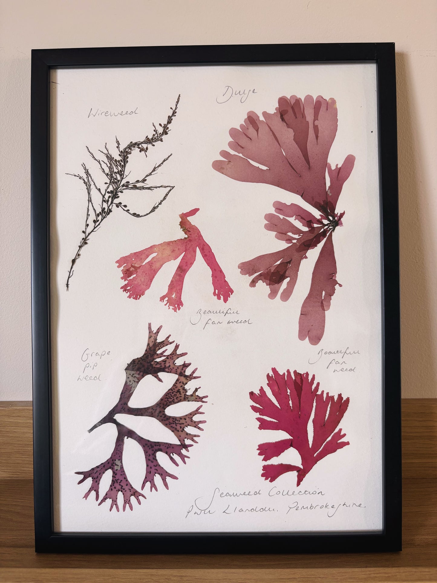 Seaweed collection, Pwll Llanddu, Pembrokeshire - Large framed original pressed seaweed