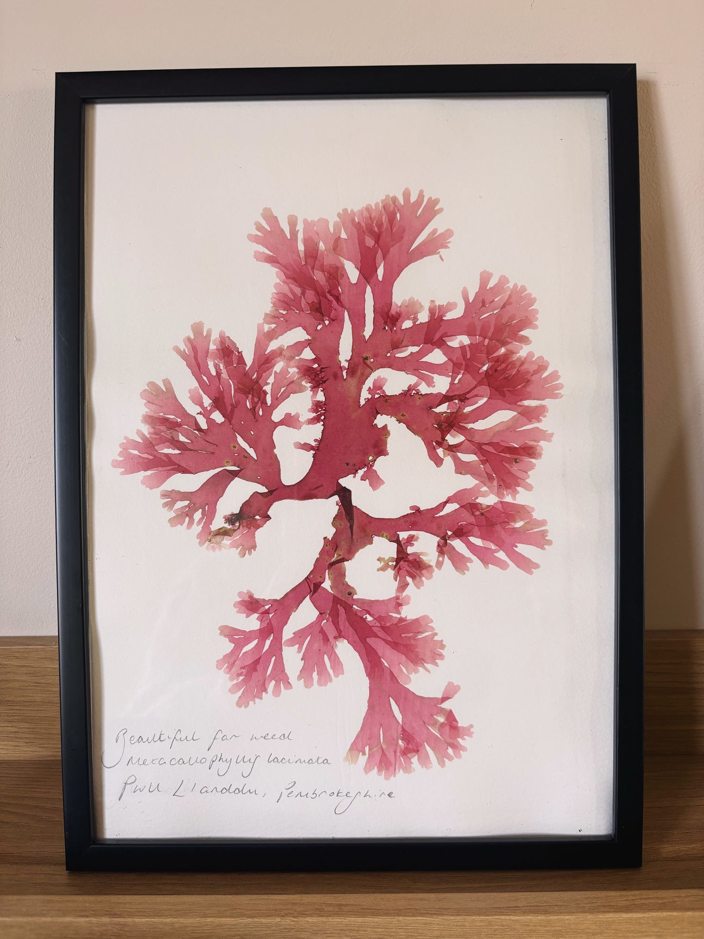 Beautiful fan weed, Pwll Llanddu, Pembrokeshire- Large framed original pressed seaweed