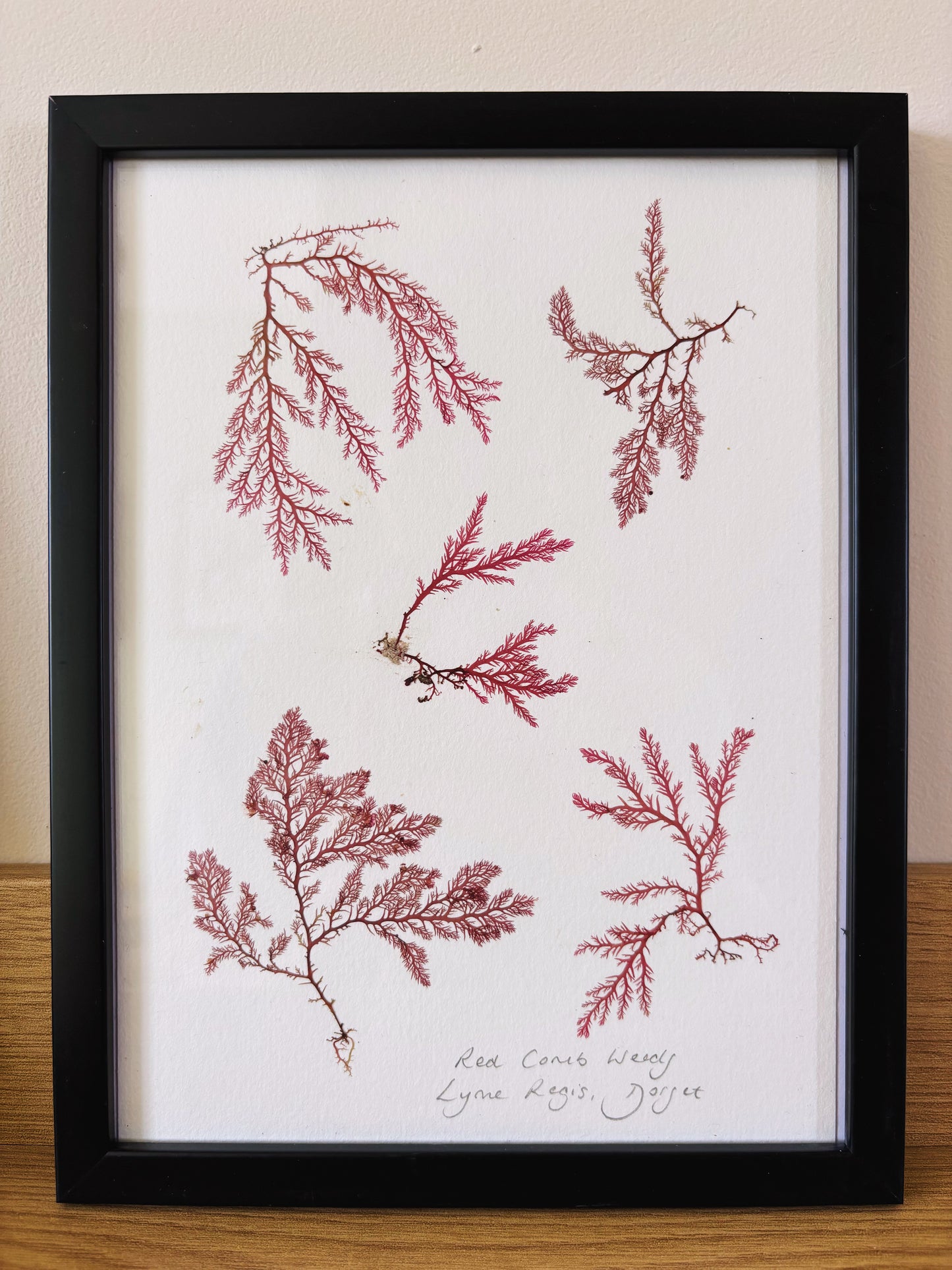 Red comb weeds, Lyme Regis Dorset - Medium framed original pressed seaweed