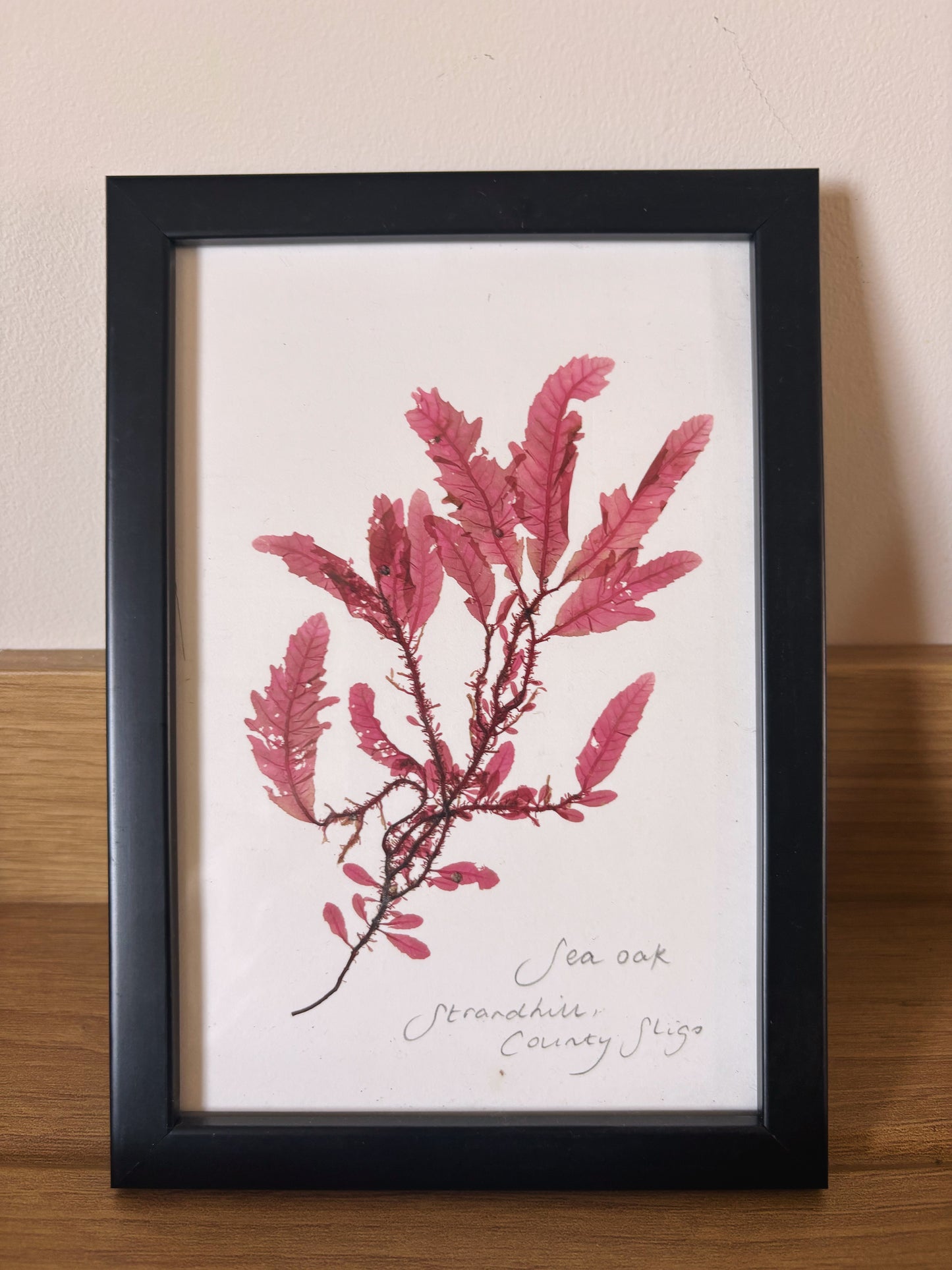 Sea Oak, Strandhill, County Sligo - Small framed original pressed seaweed