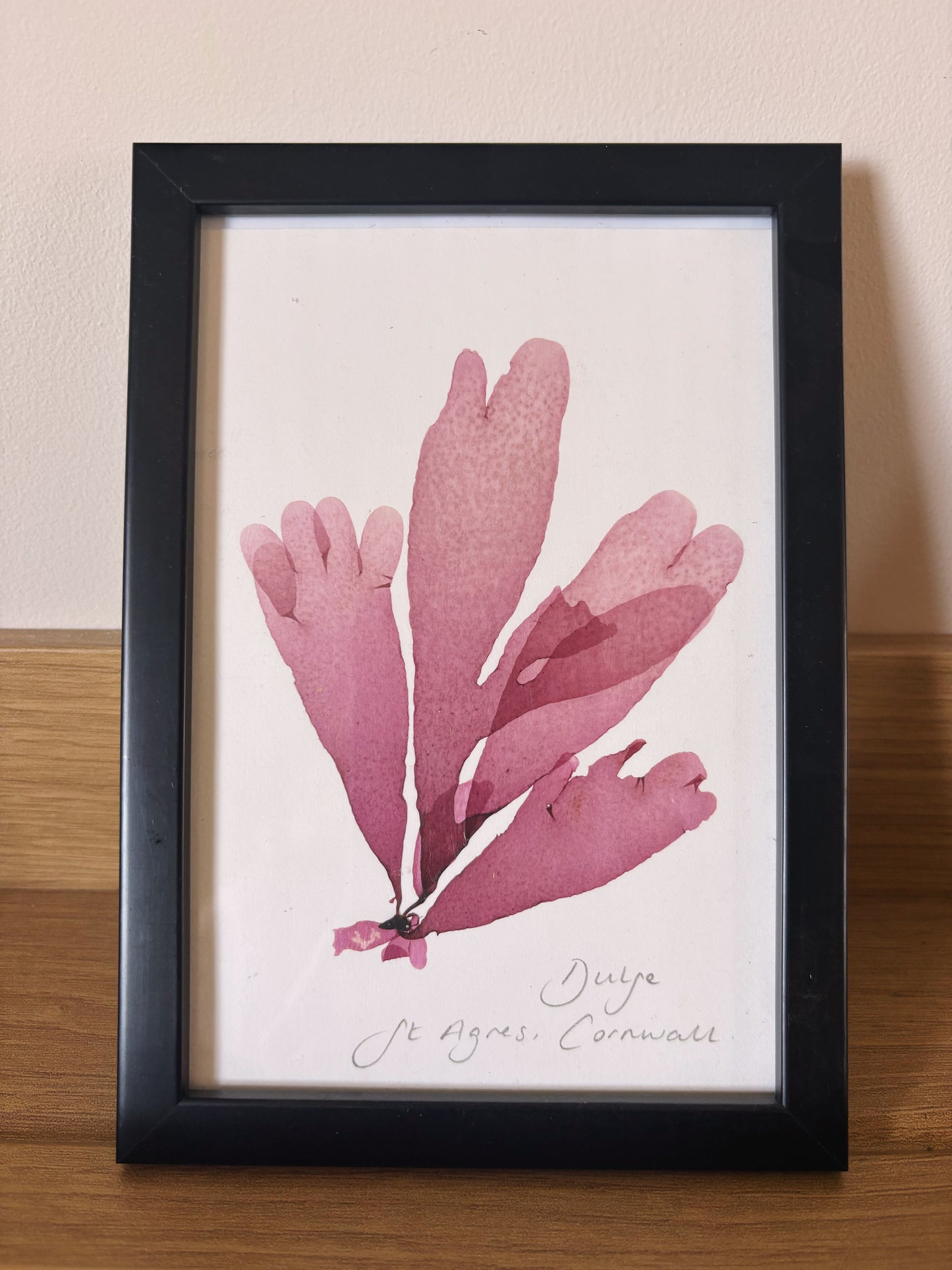 Dulse, St Agnes, Cornwall - Small framed original pressed seaweed