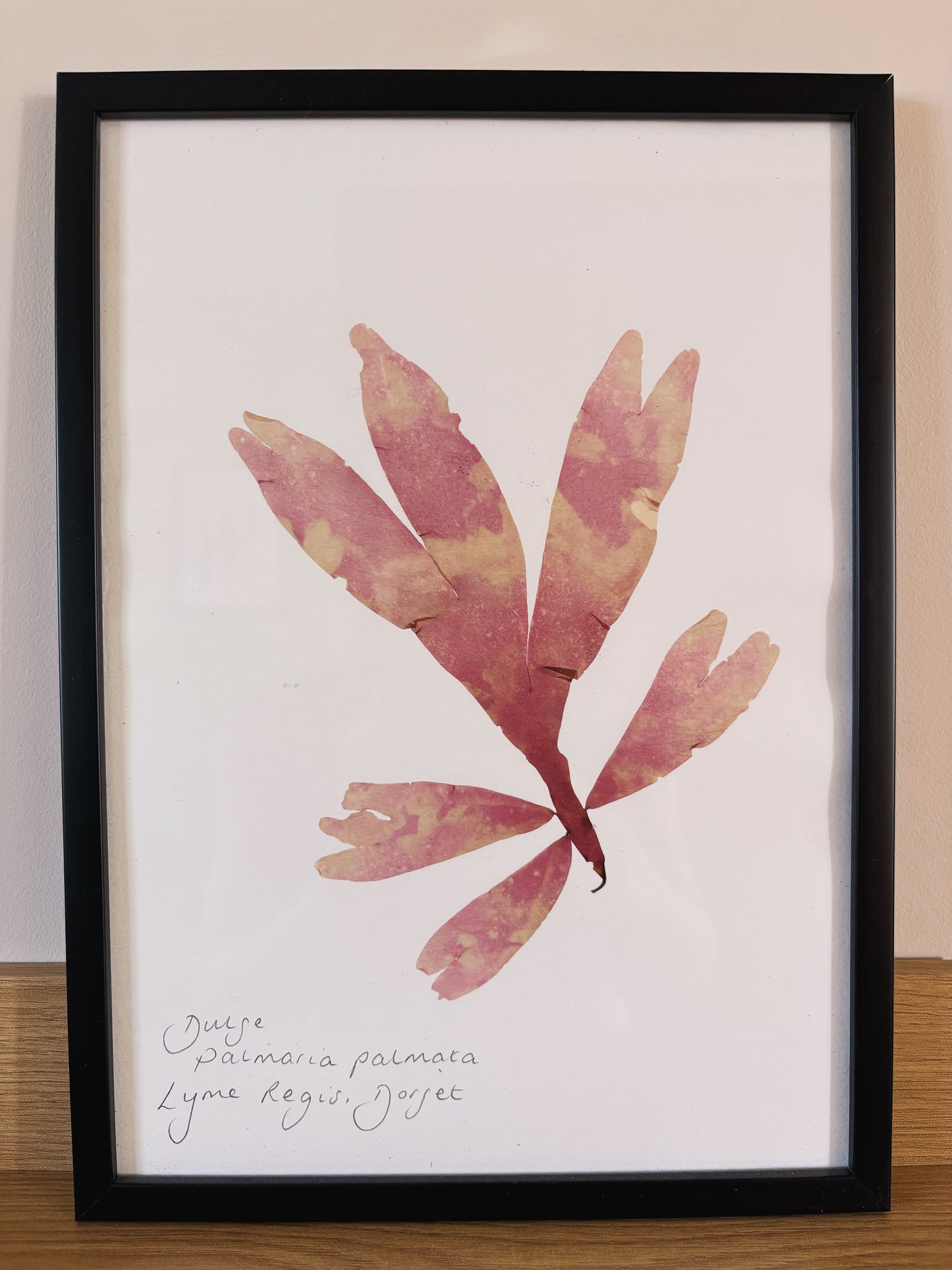 Dulse, Lyme Regis Dorset - Large framed original pressed seaweed
