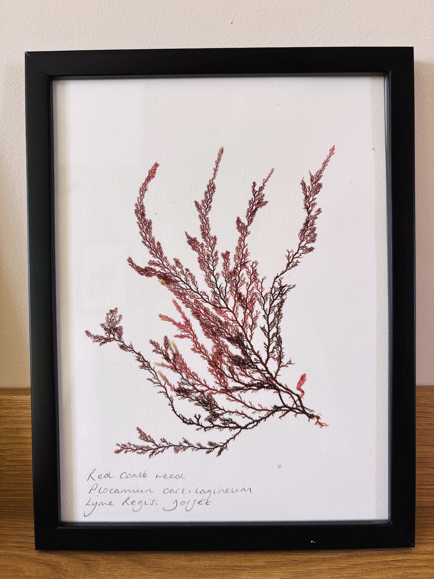 Red comb weed, Lyme Regis Dorset - Medium framed original pressed seaweed