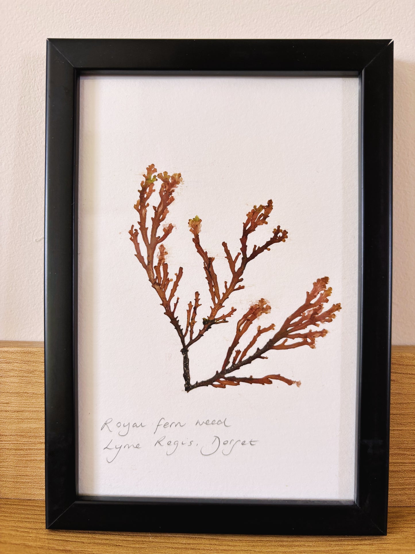 Royal fern weed, Lyme Regis Dorset - Small framed original pressed seaweed