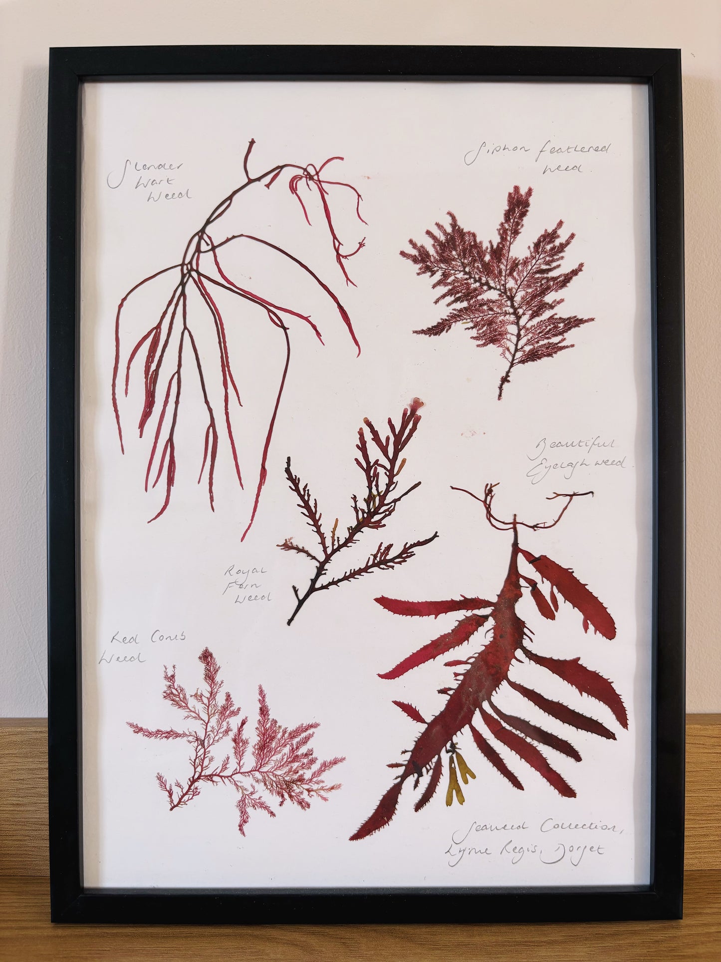 Seaweed collection, Lyme Regis Dorset - Large framed original pressed seaweed