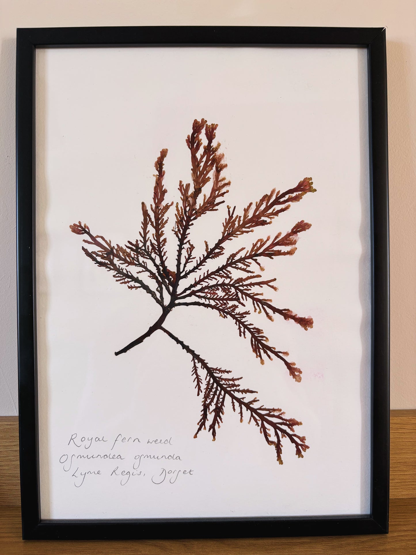 Royal fern weed, Lyme Regis Dorset - Large framed original pressed seaweed