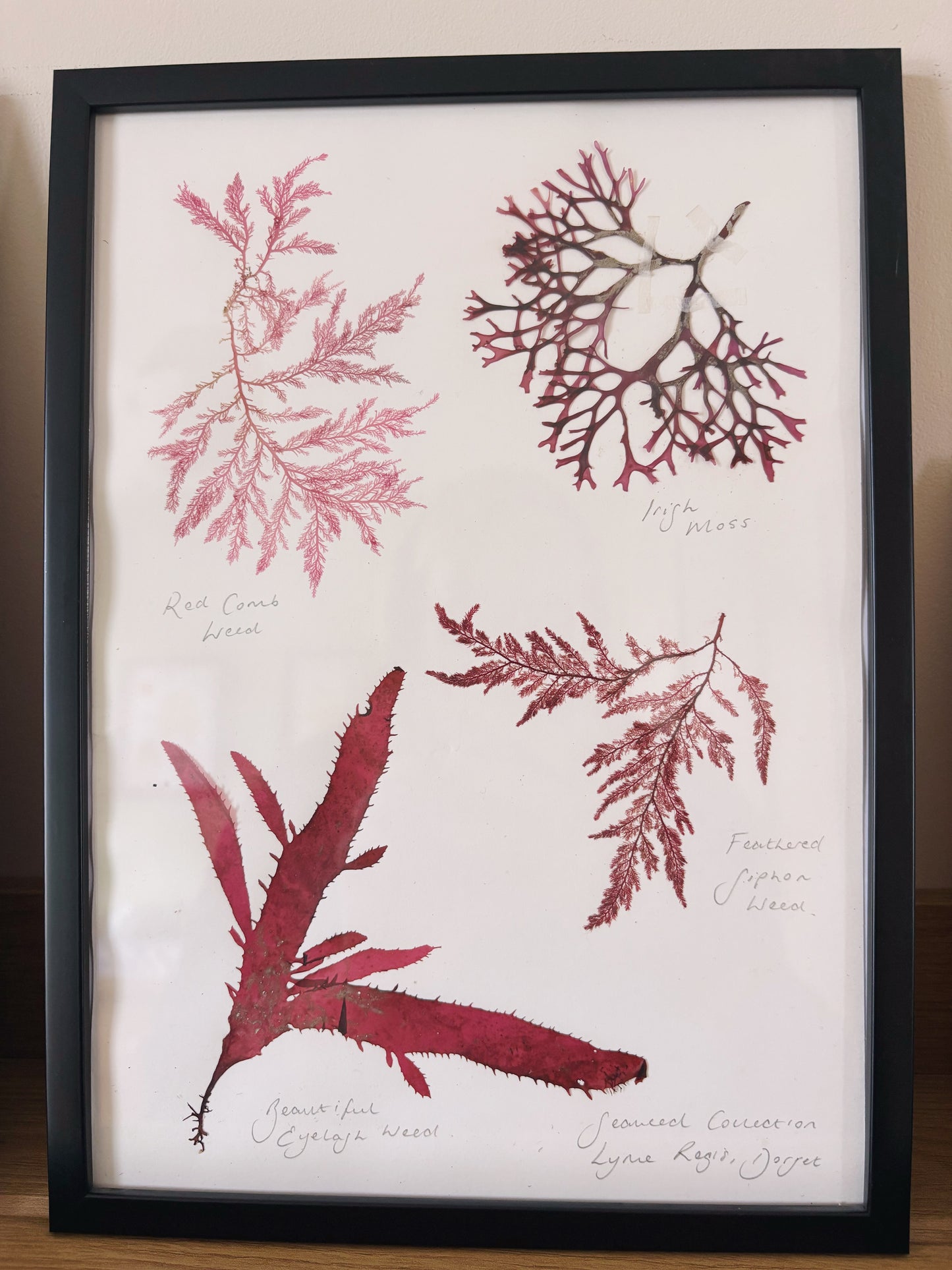 Seaweed collection, Lyme Regis, Dorset - Large framed original pressed seaweed