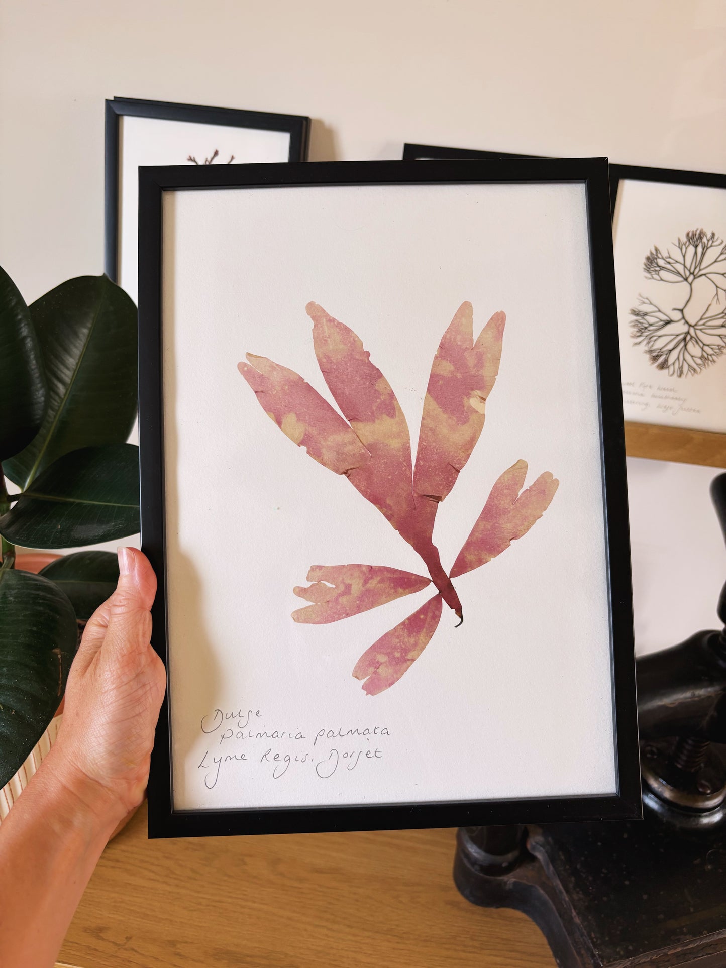 Dulse, Lyme Regis Dorset - Large framed original pressed seaweed