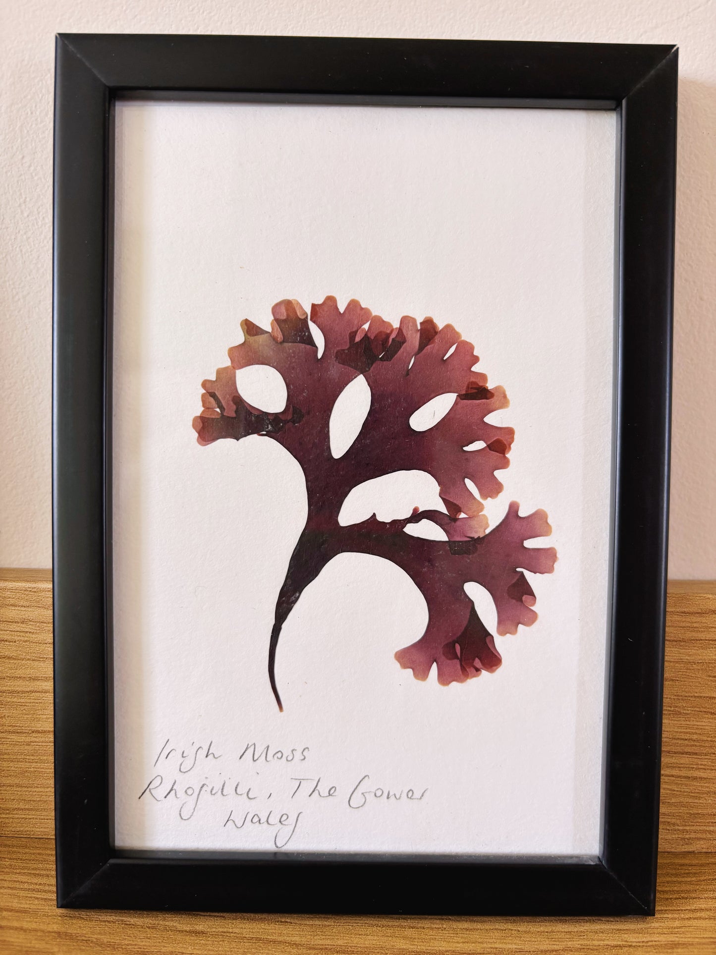 Irish moss, Rhossili The Gower Wales - Small framed original pressed seaweed