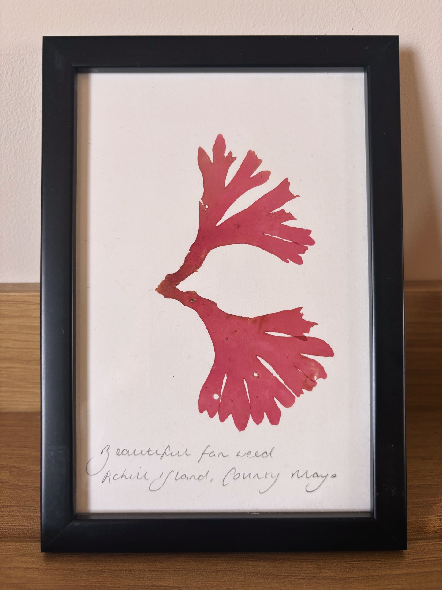 Beautiful fan weed, Achill Island, County Mayo - Small framed original pressed seaweed