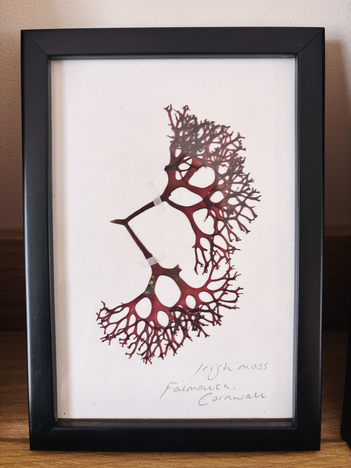 Irish Moss, Falmouth, Cornwall - Small framed original pressed seaweed
