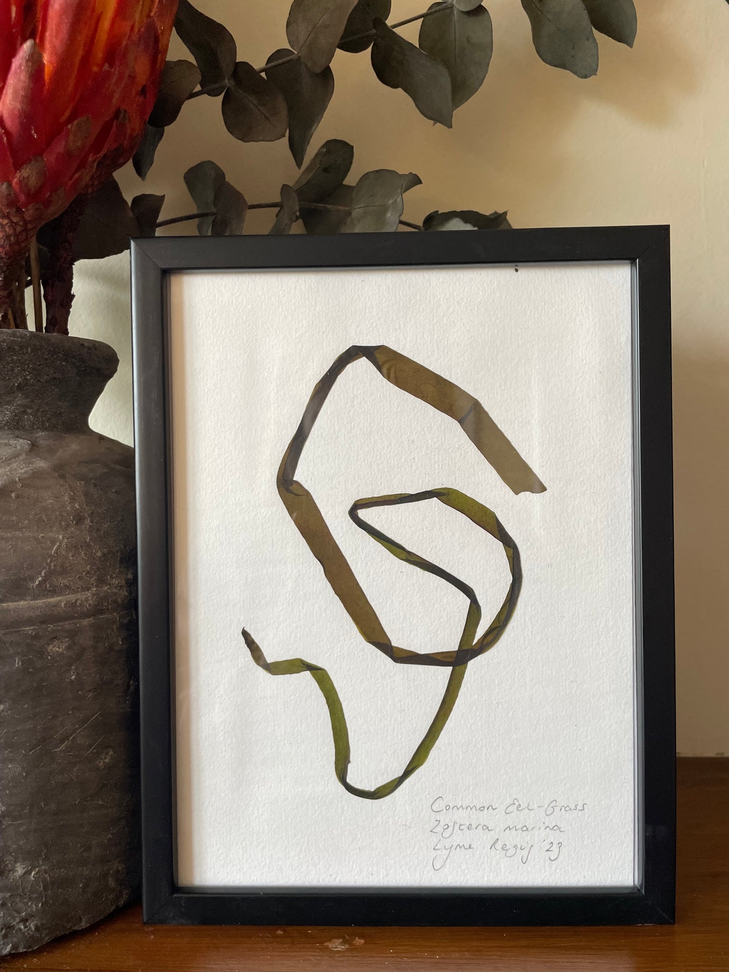 Eel Grass, Medium, framed, original pressed seaweed