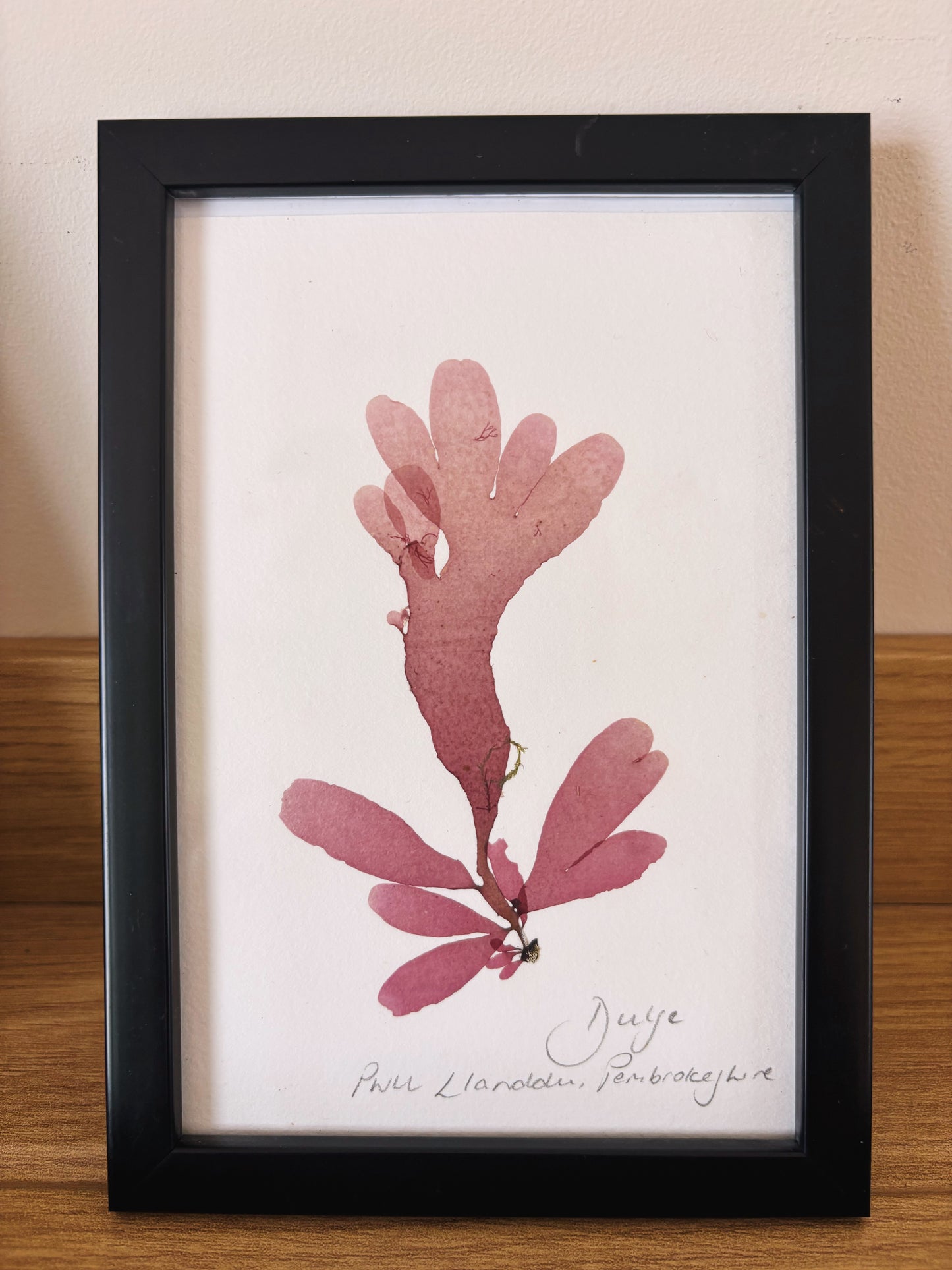 Dulse, Pwll Llanddu, Pembrokeshire  - Small framed original pressed seaweed