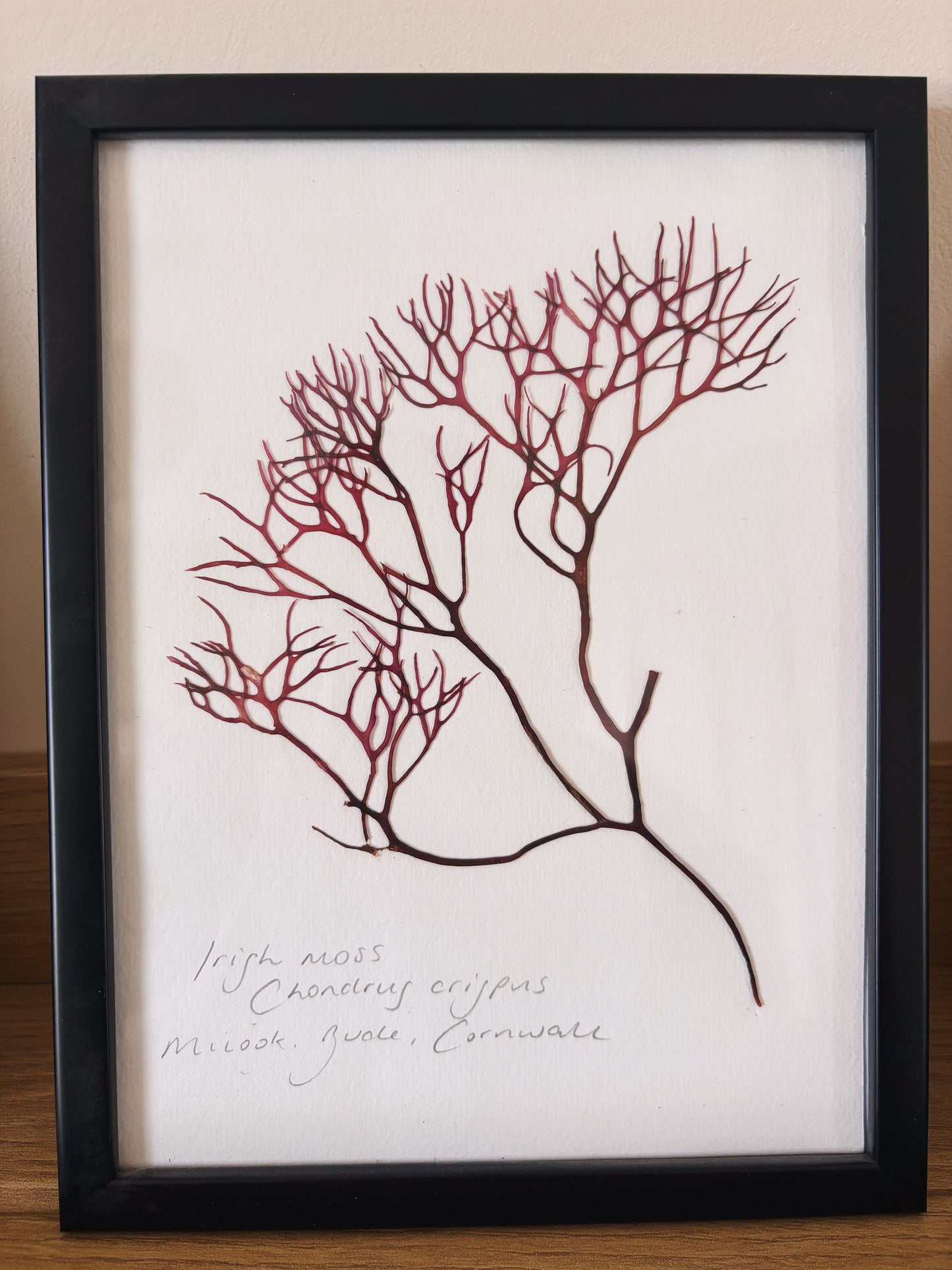 Irish moss, Bude, Cornwall - Medium framed original pressed seaweed