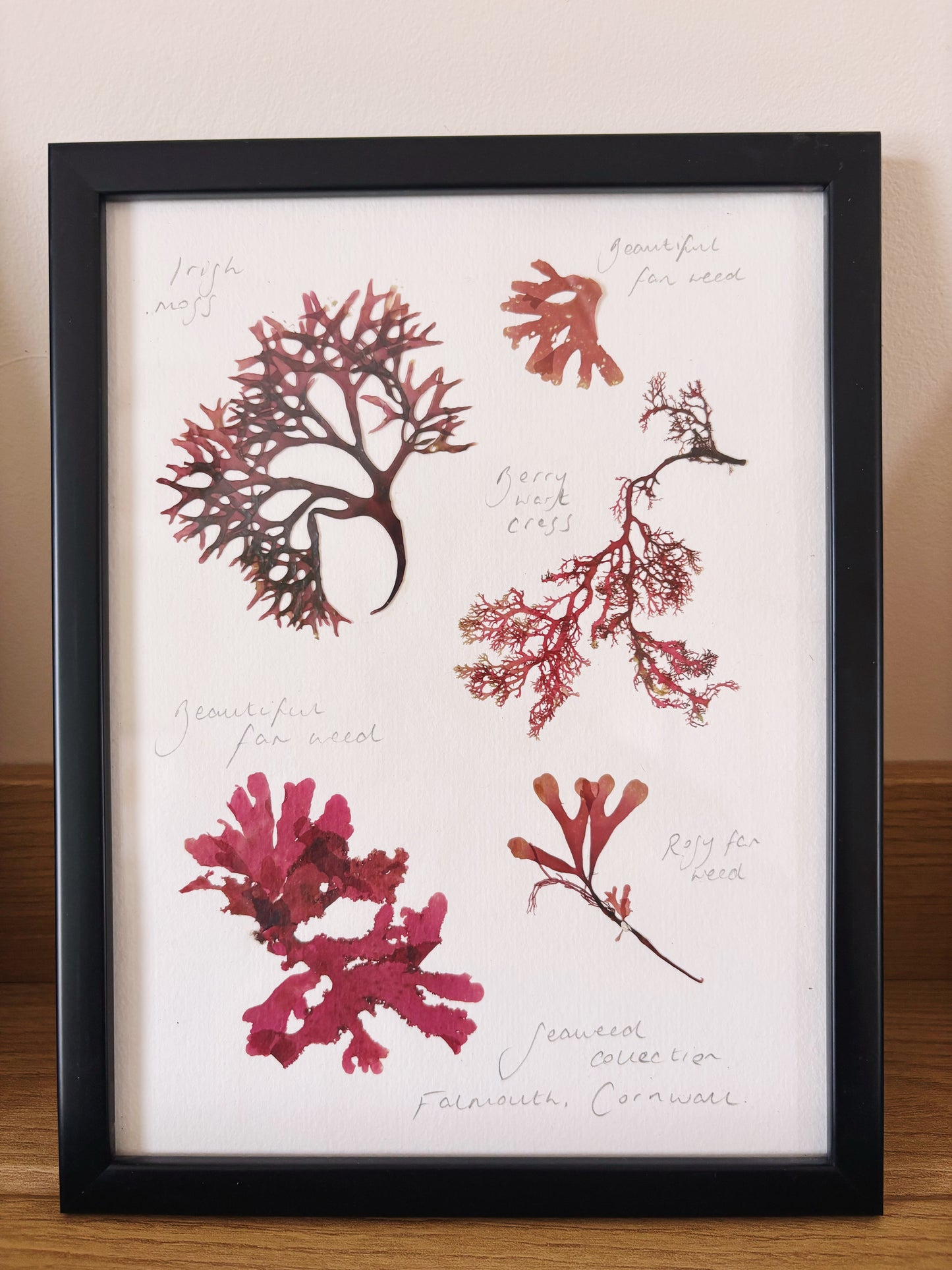 Seaweed collection, Falmouth Cornwall - Medium framed original pressed seaweed