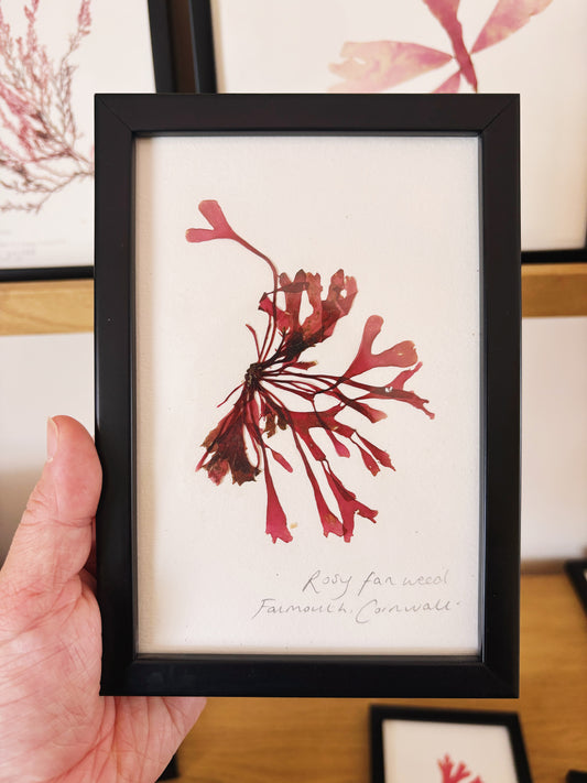 Rosy fan weed, Falmouth, Cornwall  - Small framed original pressed seaweed