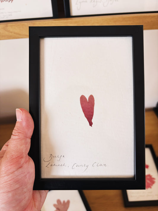 Dulse, Lahinch, County Clare - Small framed original pressed seaweed