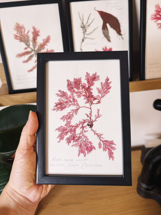 Red comb weed, Bude, Cornwall  - Small framed original pressed seaweed