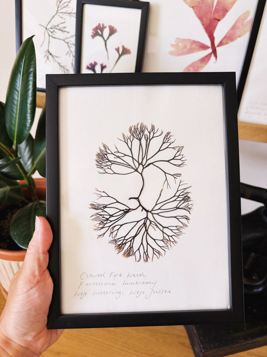 Clawed fork weed, West Wittering Sussex - Medium framed original pressed seaweed