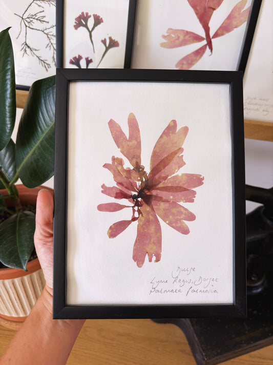Dulse, Lyme Regis Dorset - Medium framed original pressed seaweed