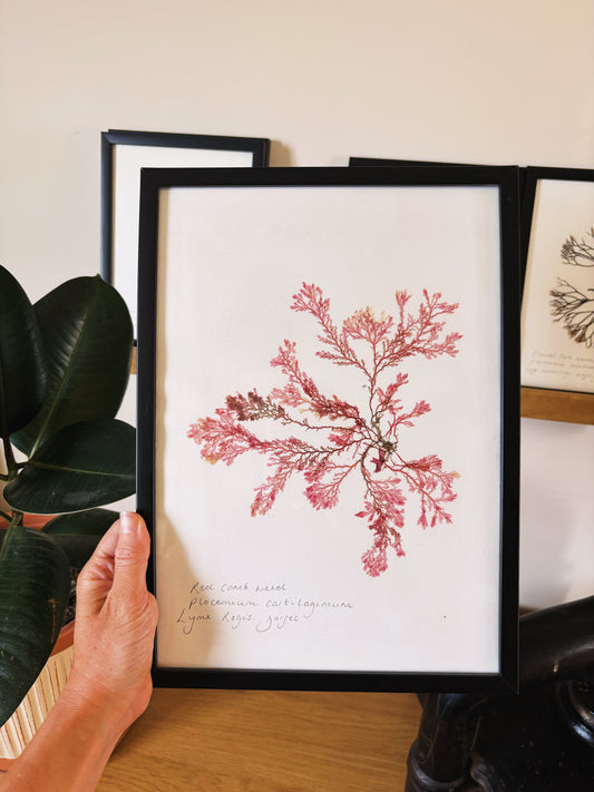 Red comb weed, Lyme Regis Dorset - Large framed original pressed seaweed